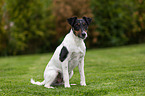 sitting Foxterrier