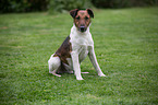 sitting Foxterrier