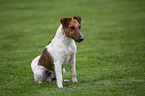 sitting Foxterrier