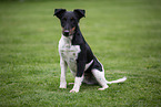 sitting Foxterrier