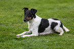 lying Foxterrier