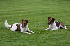 2 Foxterrier