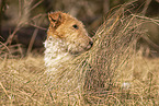 Fox Terrier in the meadow