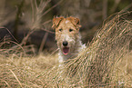 Fox Terrier in the meadow