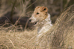 Fox Terrier in the meadow