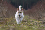 Foxterrier