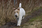 Foxterrier