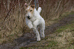 Foxterrier