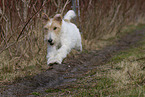 Foxterrier