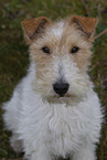 Foxterrier