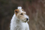 Foxterrier