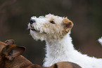 Foxterrier