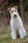 Foxterrier