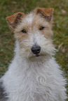 Foxterrier