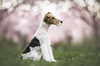 Foxterrier