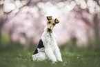 Foxterrier