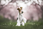 Foxterrier