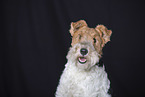 Fox Terrier