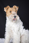 Fox Terrier