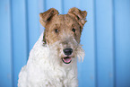 Fox Terrier