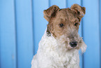 Fox Terrier