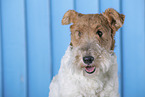 Fox Terrier