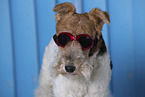 Fox Terrier