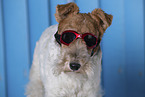 Fox Terrier