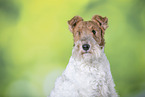 Fox Terrier