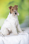 Fox Terrier