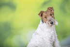 Fox Terrier