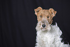 Fox Terrier