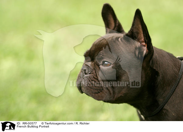 French Bulldog Portrait / RR-00577