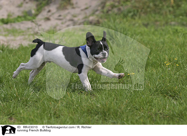 rennende Franzsische Bulldogge / running French Bulldog / RR-03010