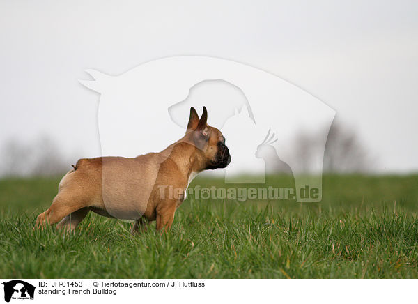 stehende Franzsische Bulldogge / standing French Bulldog / JH-01453