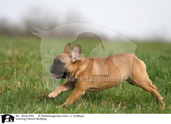 rennende Franzsische Bulldogge / running French Bulldog / JH-01454