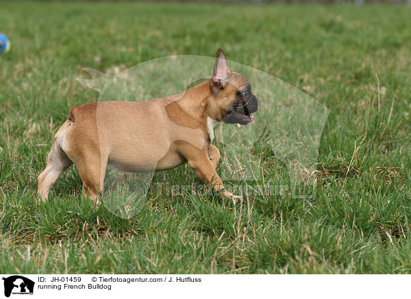 running French Bulldog / JH-01459