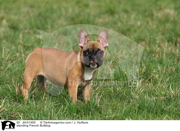 stehende Franzsische Bulldogge / standing French Bulldog / JH-01465