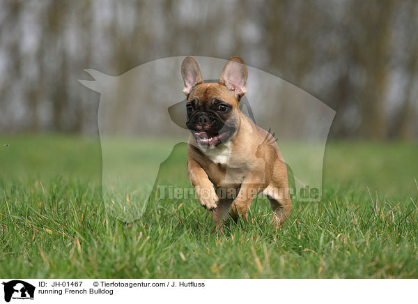 rennende Franzsische Bulldogge / running French Bulldog / JH-01467