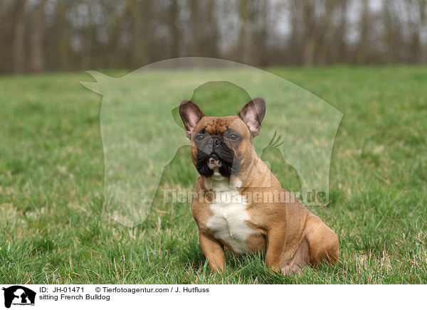 sitzende Franzsische Bulldogge / sitting French Bulldog / JH-01471
