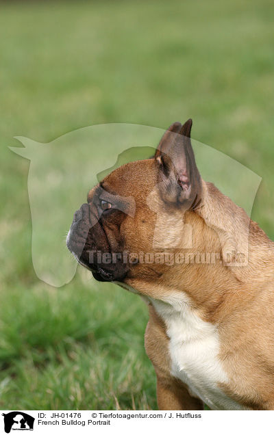 Franzsische Bulldogge Portrait / French Bulldog Portrait / JH-01476