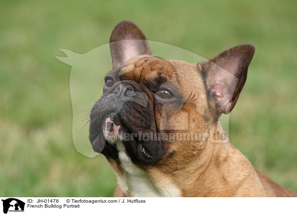 French Bulldog Portrait / JH-01478