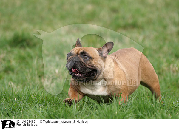 Franzsische Bulldogge / French Bulldog / JH-01482