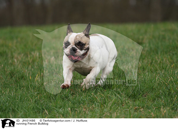running French Bulldog / JH-01486