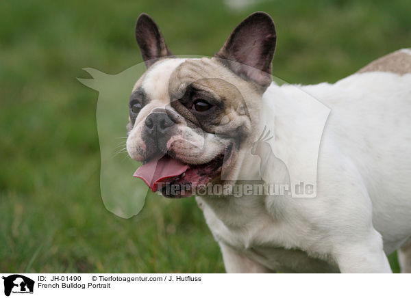Franzsische Bulldogge Portrait / French Bulldog Portrait / JH-01490