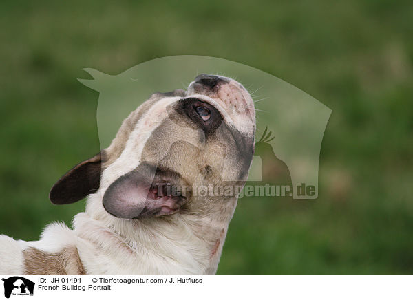 Franzsische Bulldogge Portrait / French Bulldog Portrait / JH-01491