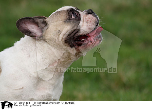 French Bulldog Portrait / JH-01494