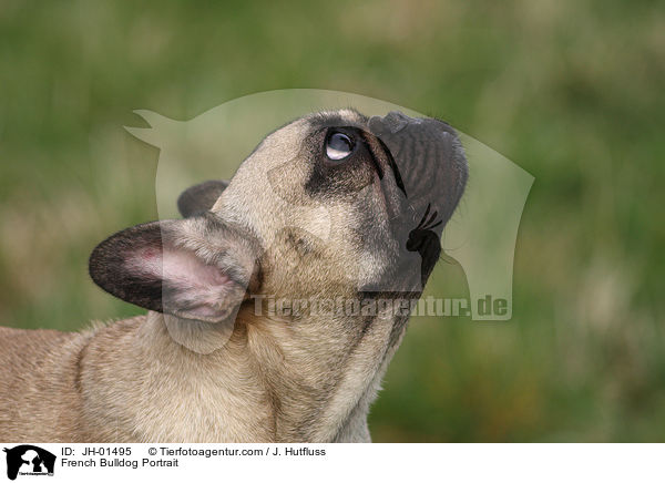 French Bulldog Portrait / JH-01495