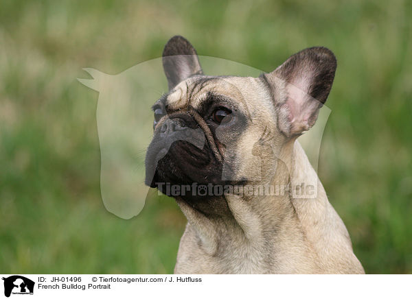 Franzsische Bulldogge Portrait / French Bulldog Portrait / JH-01496
