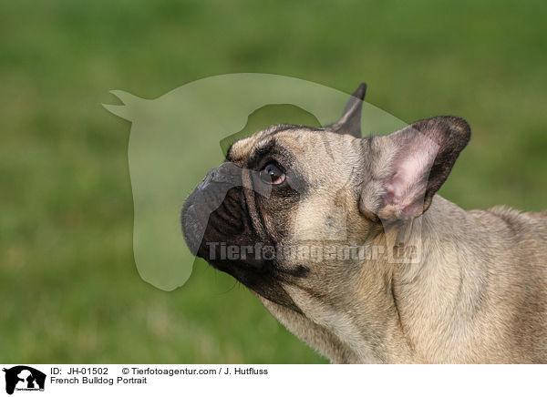 Franzsische Bulldogge Portrait / French Bulldog Portrait / JH-01502